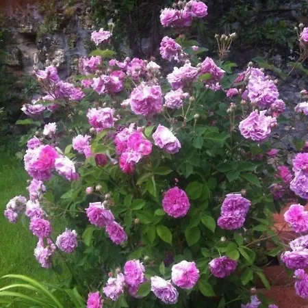 House La Maison De Zelie * Larnagol